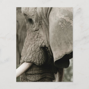 Carte postale Elephant