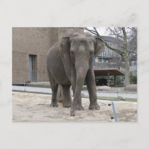 Carte postale ELEPHANT