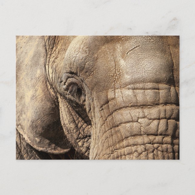 Carte Postale Eléphant (Devant)
