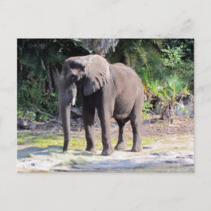 Carte postale Elephant