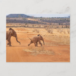 Carte Postale Eléphant