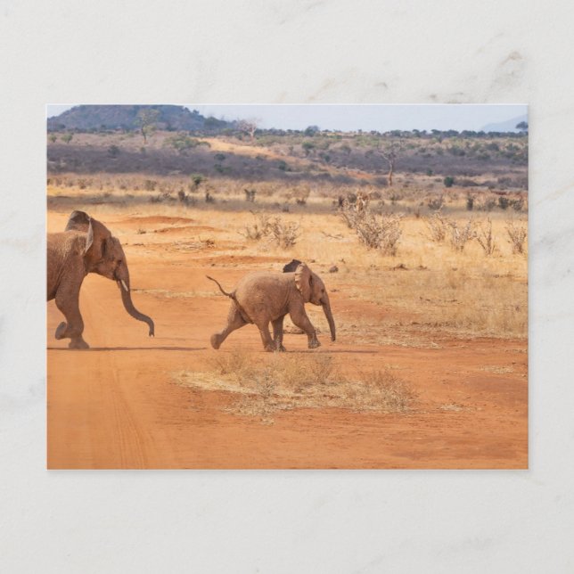 Carte Postale Eléphant (Devant)