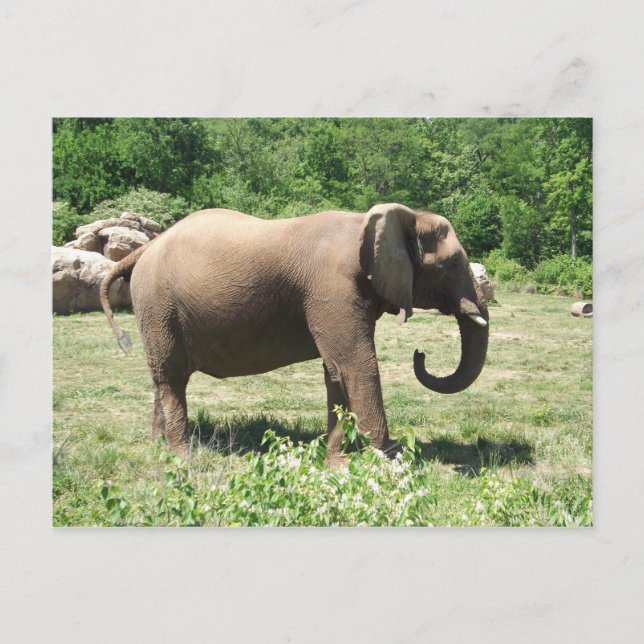 Carte Postale Eléphant (Devant)