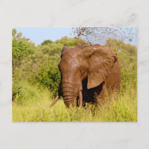 Carte Postale Eléphant