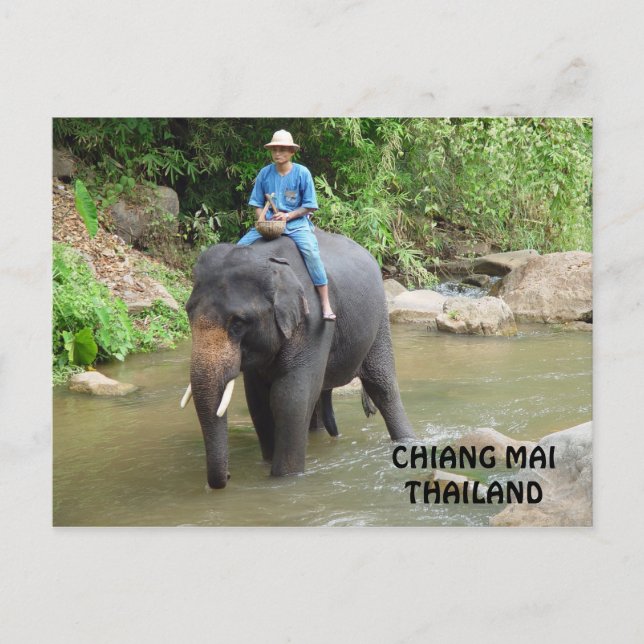 Carte postale Elephant Chiang Mai (Devant)