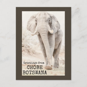 Carte Postale Eléphant Chobe Botswana