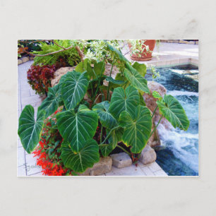 Carte Postale Eléphant Conteneur Oreille Plante Photo Jardin