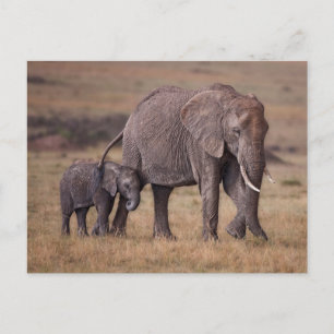 Carte Postale Éléphant d'Afrique avec bébé