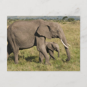 Carte Postale Éléphant d'Afrique et éléphanteau (Loxodonta afric