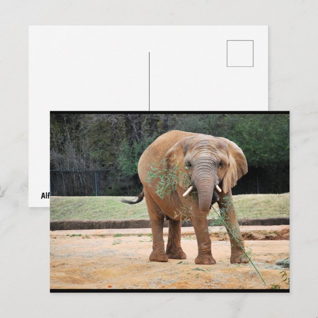 Carte Postale Éléphant d'Afrique mangeant (Devant / Derrière)
