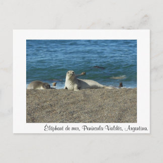 Carte Postale Éléphant de mer