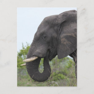 Carte Postale Elephant Eating