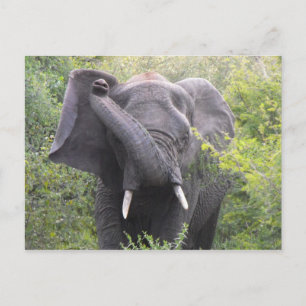 Carte Postale Eléphant en colère