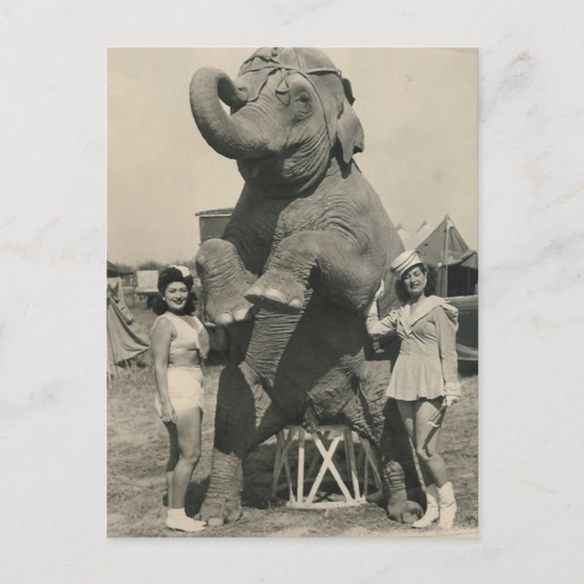 Carte Postale éléphant et 2 filles cirque (Devant)