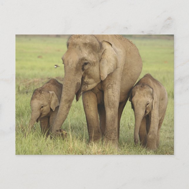 Carte Postale Eléphant et jeunes indiens d'Asie (Devant)