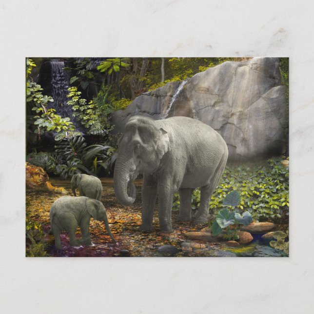 Carte Postale Elephant Family RAIN FOREST PARTI (Devant)