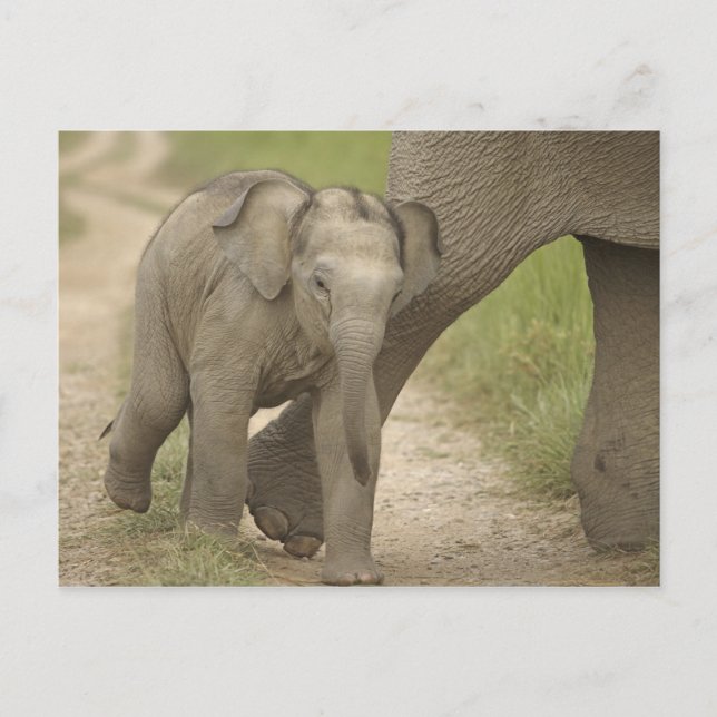 Carte Postale Eléphant indien / asiatique et jeune, Corbett 2 (Devant)