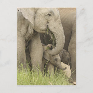 Carte Postale Eléphant indien / asiatique et jeune, Corbett 3