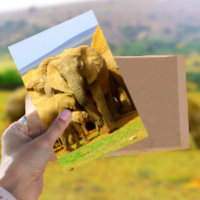 Carte postale Eléphant mère et veau