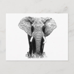 Carte Postale Eléphant noir et blanc