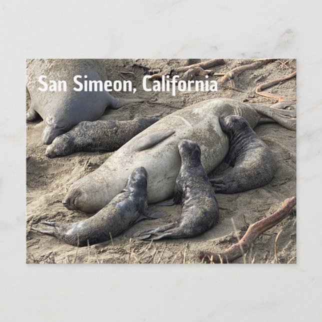 Carte Postale Elephant Seals (Devant)