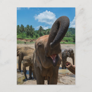 Carte Postale Éléphant Sri Lanka