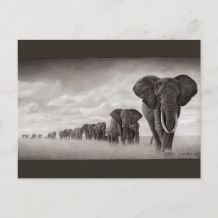 Carte Postale Eléphants