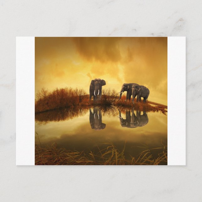 Carte Postale Eléphants (Devant)