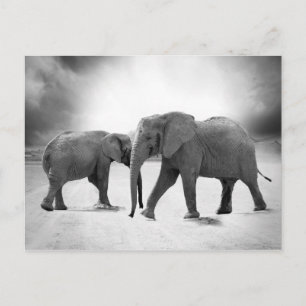 Carte Postale Eléphants africains