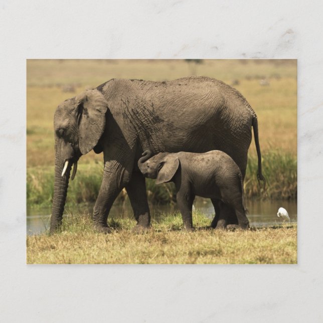 Carte Postale Eléphants africains (Devant)