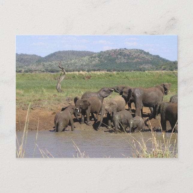 Carte Postale Eléphants africains (Devant)