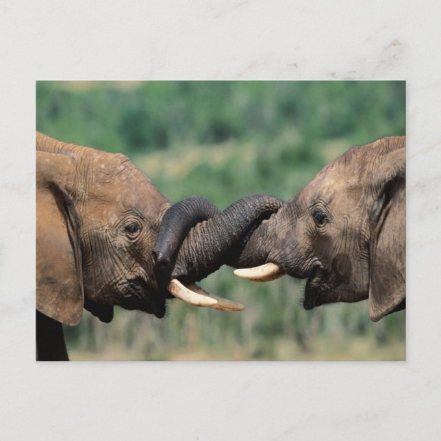 Carte Postale Eléphants amoureux (Devant)