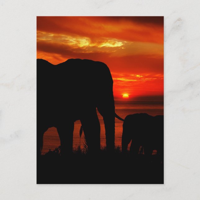 Carte Postale Eléphants au coucher du soleil (Devant)