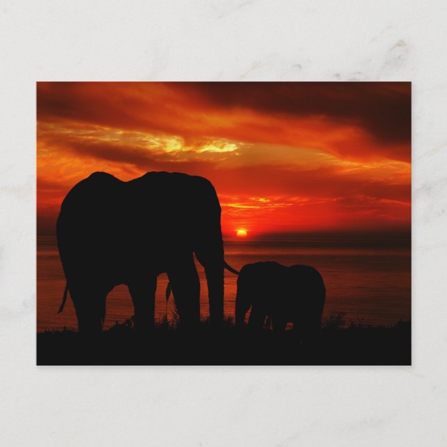 Carte Postale Éléphants au coucher du soleil (Devant)