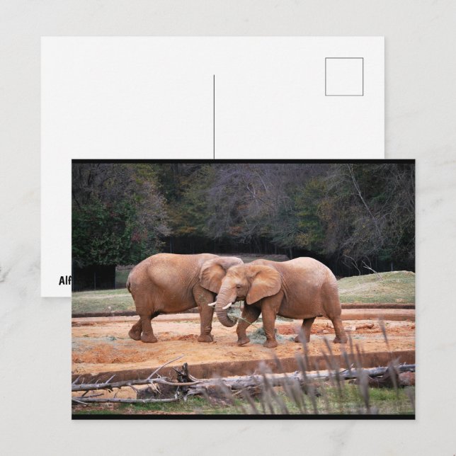 Carte Postale Éléphants d'Afrique (Devant / Derrière)