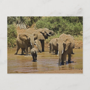 Carte Postale Éléphants d'Afrique, Loxodonta Africana, Samburu