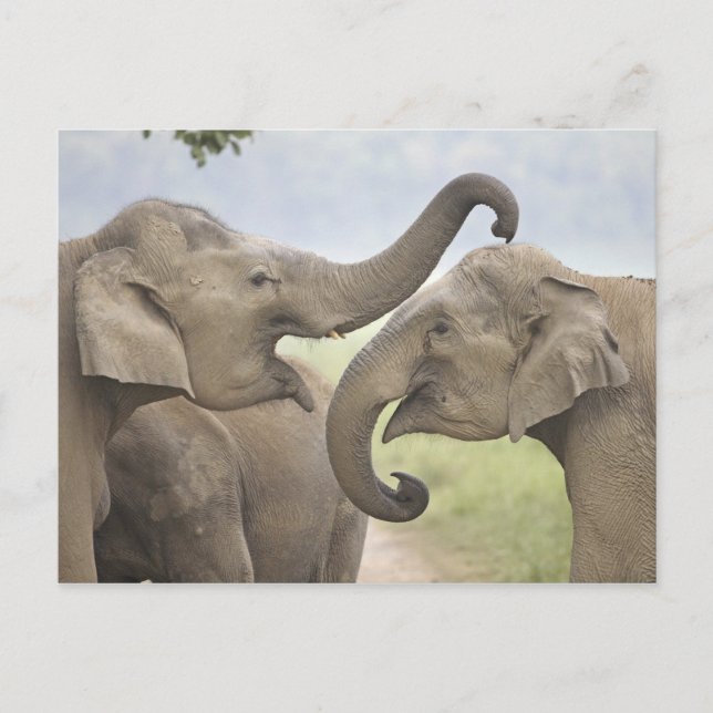Carte Postale Éléphants indiens/asiatiques jouent le combat, (Devant)