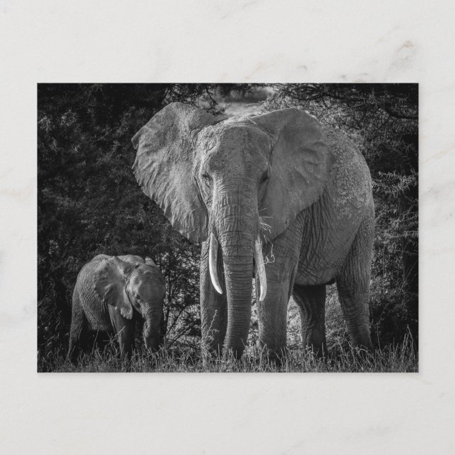 CARTE POSTALE ÉLÉPHANTS MÈRE ET BÉBÉ - NOIR ET BLANC (Devant)