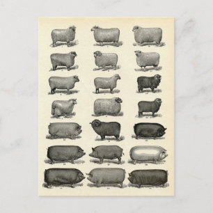 Carte Postale Élevage victorien de porcs et de moutons