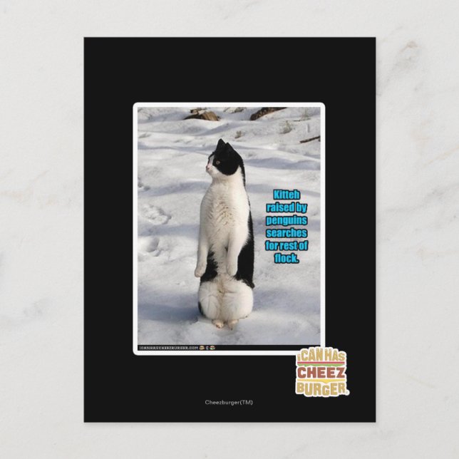 Carte Postale Élevé par des pingouins (Devant)