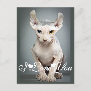 Carte Postale Elf Sphinx Photo de chat Je t'aime