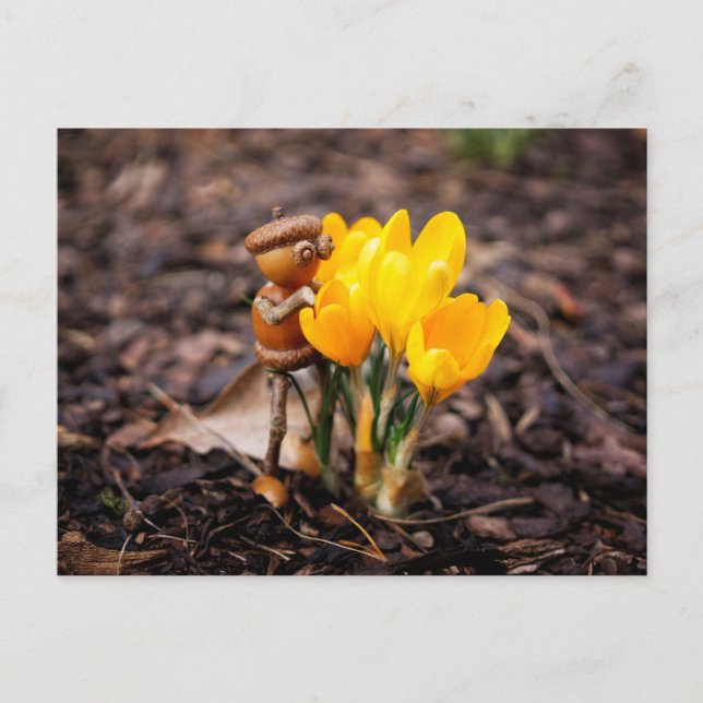 Carte Postale Elfe de maïs avec ressort de fleur de crocus jaune (Devant)