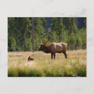 Carte Postale Elk