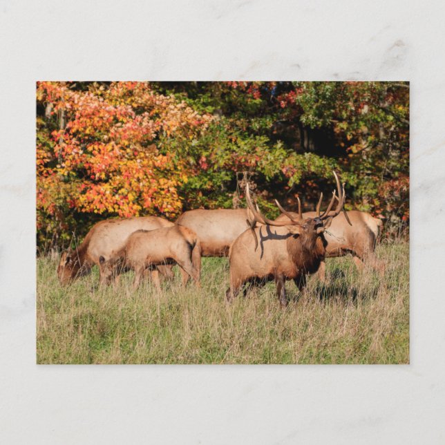 Carte postale Elk (Devant)