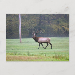 Carte postale Elk