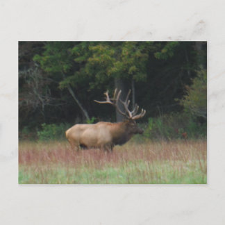 Carte Postale Elk à 8 points à l'automne