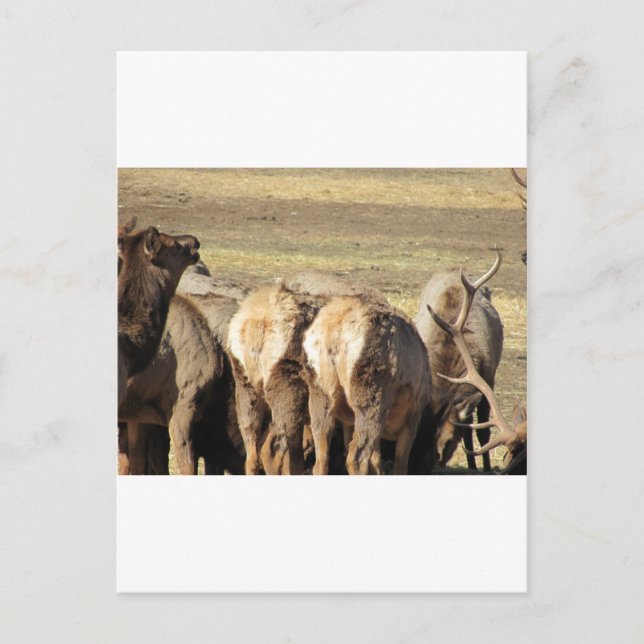 Carte Postale Elk Booty (Devant)