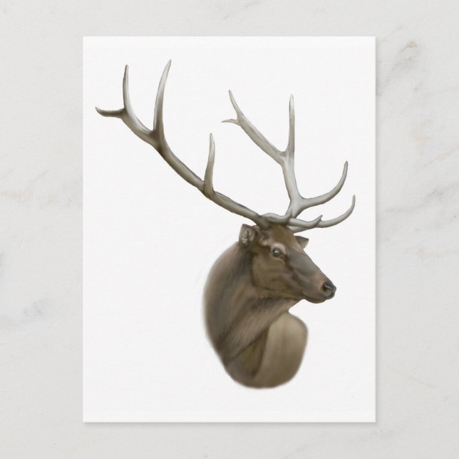 Carte postale Elk Buck (Devant)