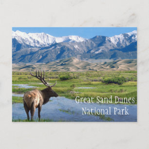 Carte Postale Elk by Creek Great Sand Dunes NP