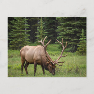 Carte Postale Elk dans le parc national Banff Canada